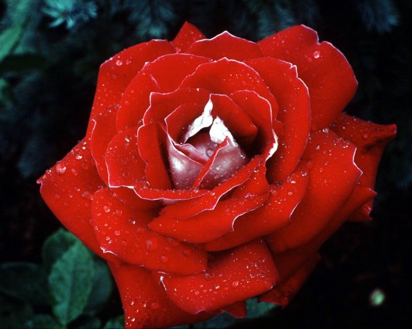 Flowers 056