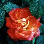 Flowers 057