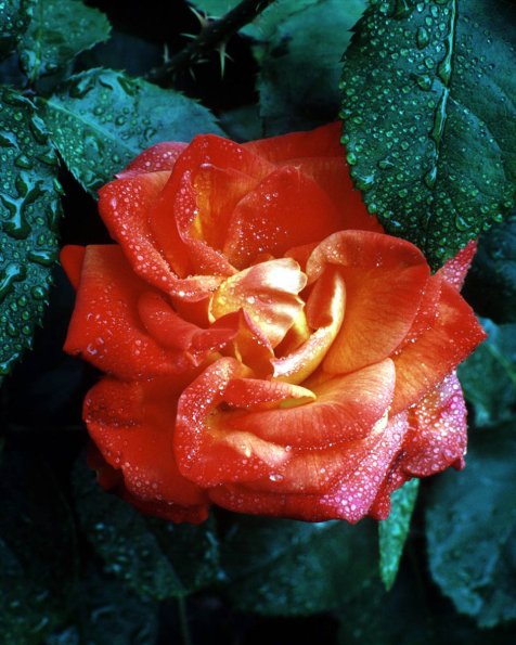 Flowers 057