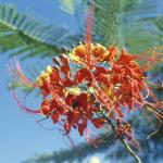 Flowers 058