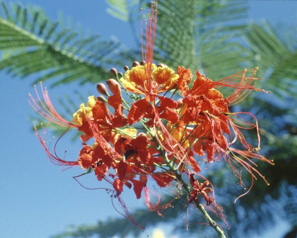 Flowers 058