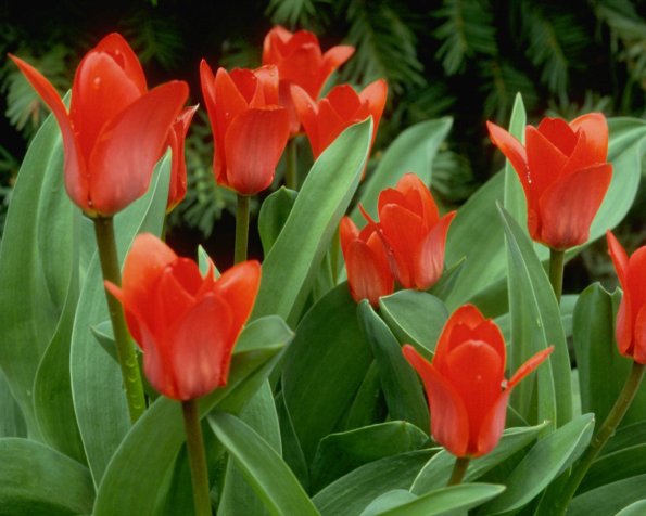 Flowers 059