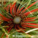 Flowers 060