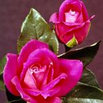 Flowers 062