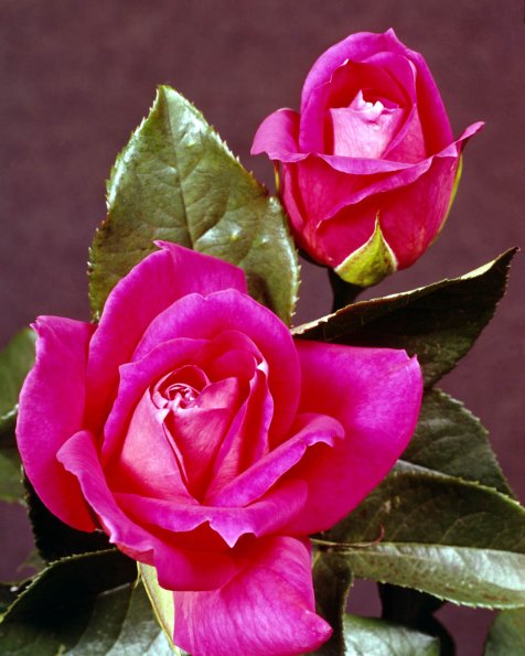 Flowers 062