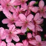 Flowers 063