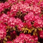 Flowers 064