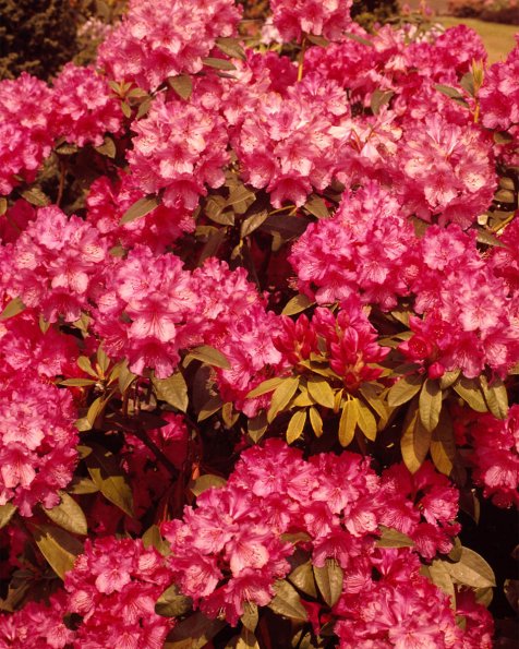 Flowers 064