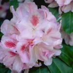 Flowers 065