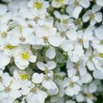 Flowers 066