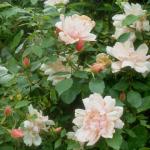 Flowers 067