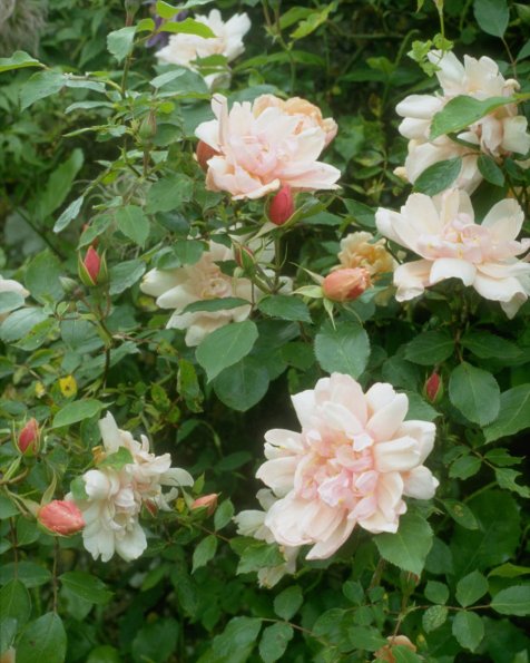 Flowers 067