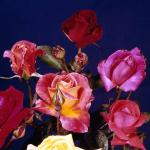 Flowers 068