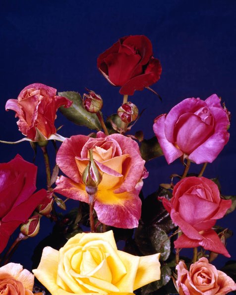 Flowers 068