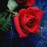 Flowers 069