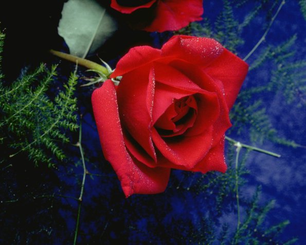 Flowers 069