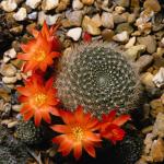 Flowers 070