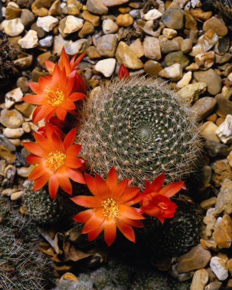 Flowers 070