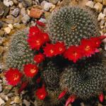 Flowers 071