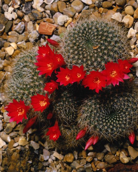 Flowers 071