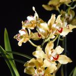Flowers 072