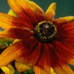 Flowers 073