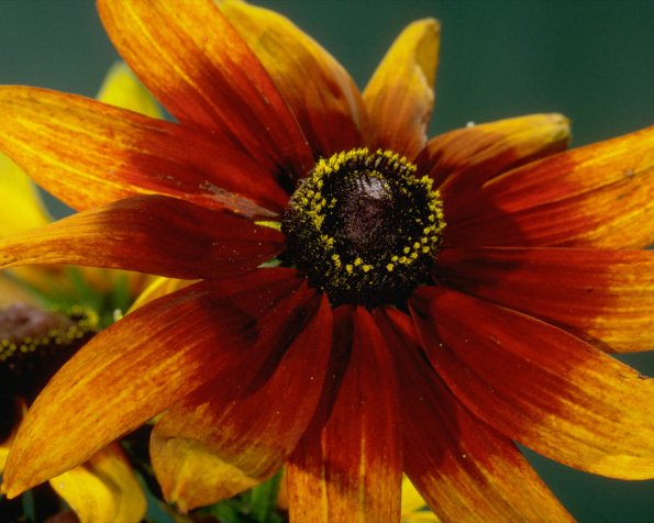 Flowers 073