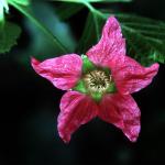 Flowers 074