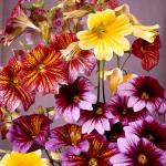 Flowers 075