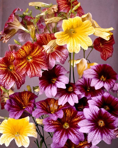 Flowers 075