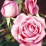 Flowers 076