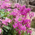 Flowers 077