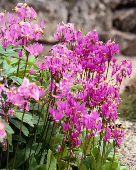 Flowers 077
