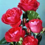 Flowers 078