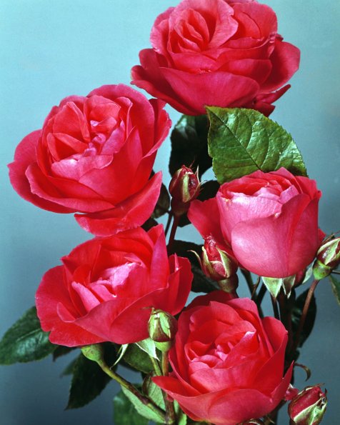 Flowers 078
