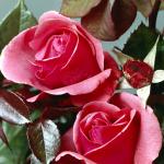 Flowers 079