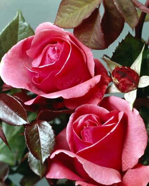 Flowers 079