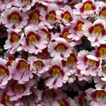 Flowers 080