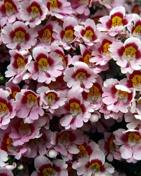 Flowers 080