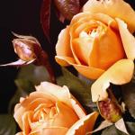 Flowers 081