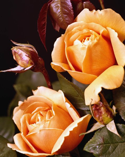 Flowers 081