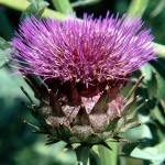 Flowers 082