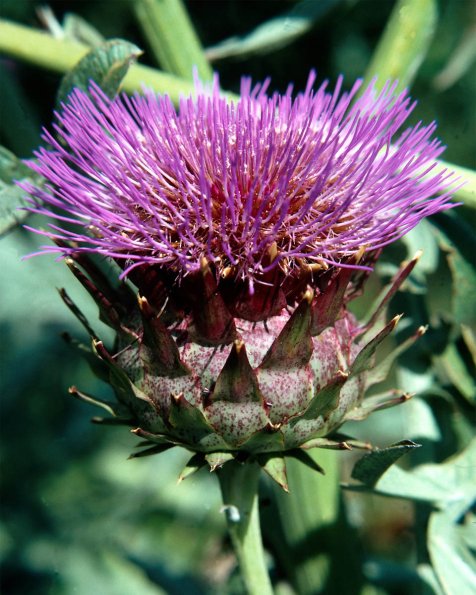 Flowers 082