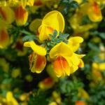Flowers 083
