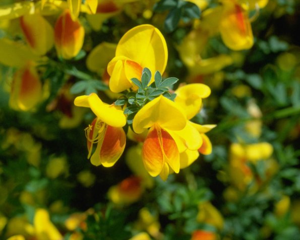 Flowers 083