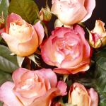 Flowers 084