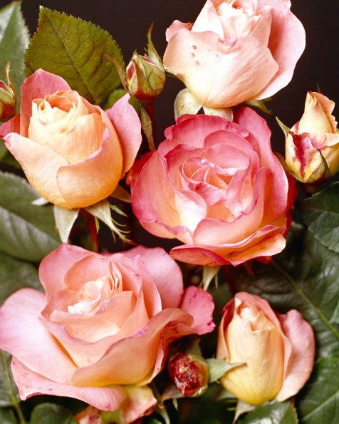 Flowers 084