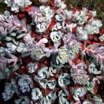 Flowers 085