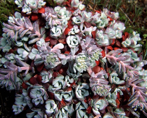 Flowers 085