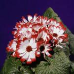 Flowers 086